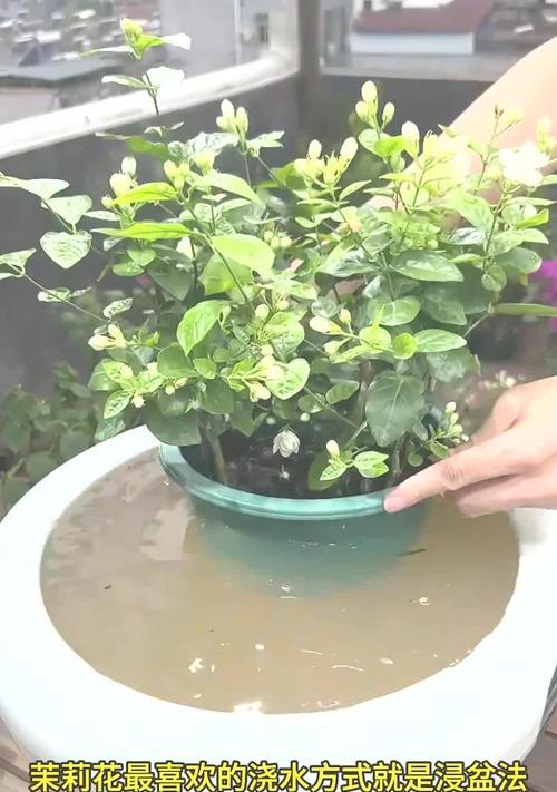 茉莉花盆栽的养护技巧有哪些？
