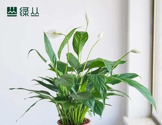 白掌分株的最佳时机和方法是什么？