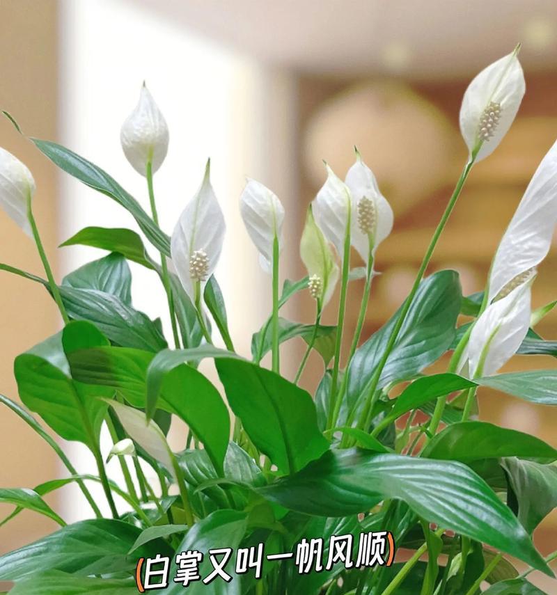 白掌分株的最佳时机和方法是什么？