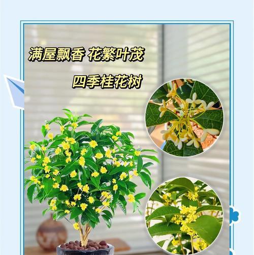 桂花树的种类和特性有哪些？