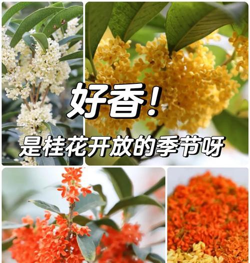 桂花树的种类和特性有哪些？