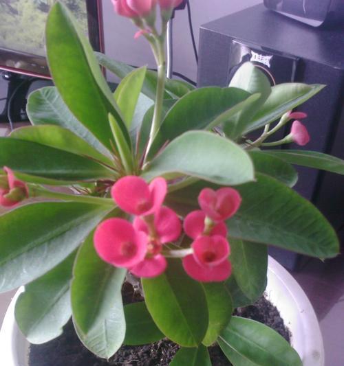 刺梅花长什么样？如何识别刺梅的花朵？