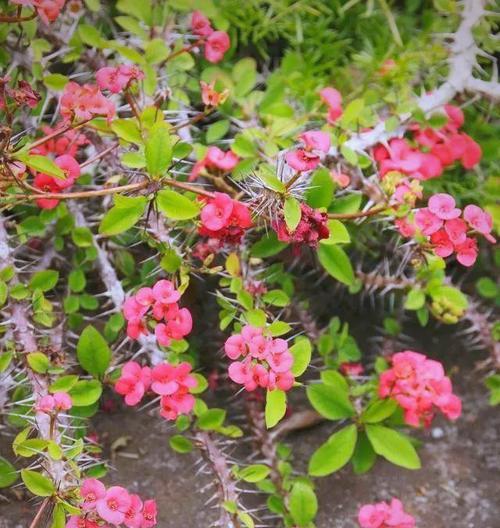 刺梅花长什么样？如何识别刺梅的花朵？