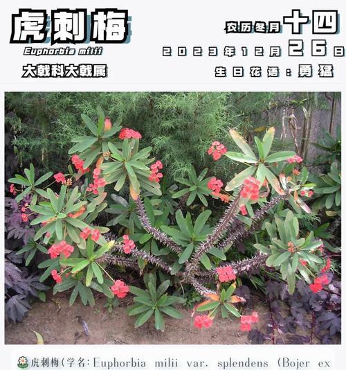 刺梅花长什么样？如何识别刺梅的花朵？