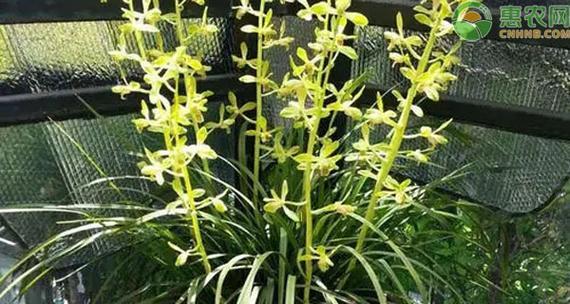 蕙兰品种有哪些？如何选择适合自己的蕙兰品种？