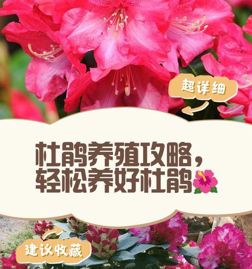 杜鹃施什么肥？杜鹃花的施肥方法和最佳时机是什么？
