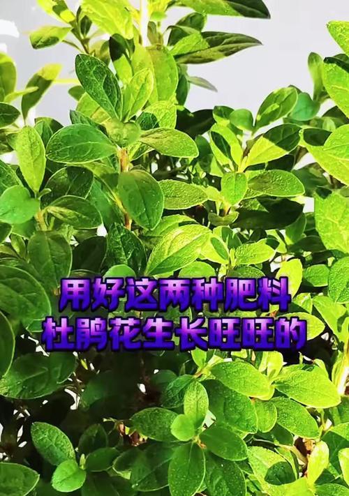 杜鹃施什么肥？杜鹃花的施肥方法和最佳时机是什么？
