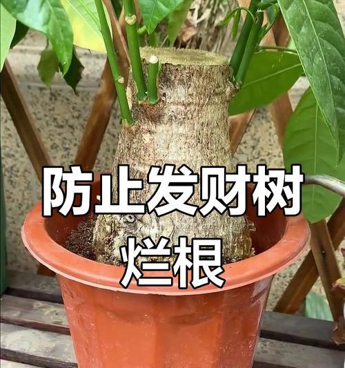 发财树种植技巧有哪些？如何避免其叶片发黄？