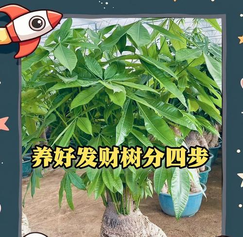 发财树种植技巧有哪些？如何避免其叶片发黄？