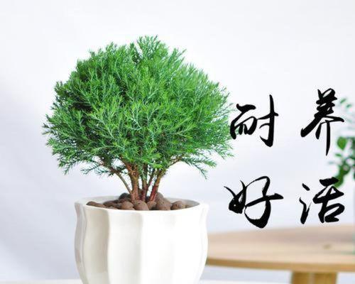盆栽雪松的养护要点是什么？怎样才能保持其健康生长？
