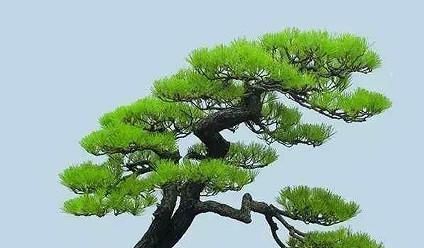 盆栽雪松的养护要点是什么？怎样才能保持其健康生长？