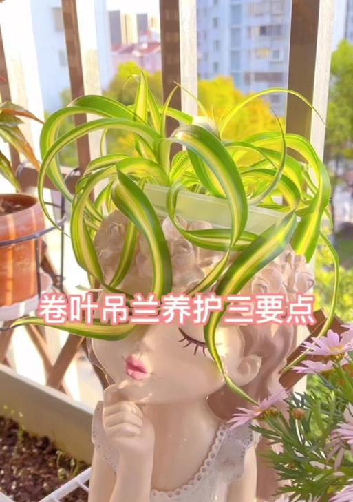 卷叶植物有哪些？它们的养护要点是什么？