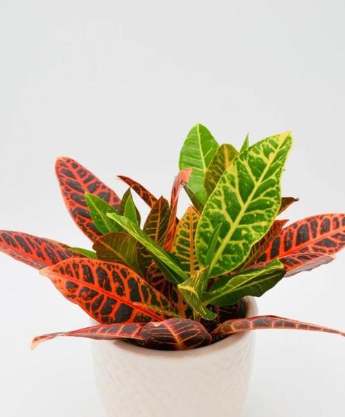 卷叶植物有哪些？它们的养护要点是什么？