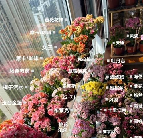 室内养花品种有哪些？如何选择适合的室内养花品种？