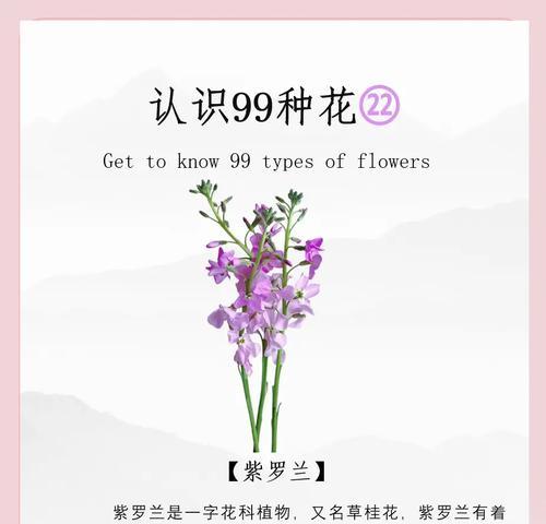 紫罗兰代表什么？紫罗兰的象征意义和文化背景是什么？