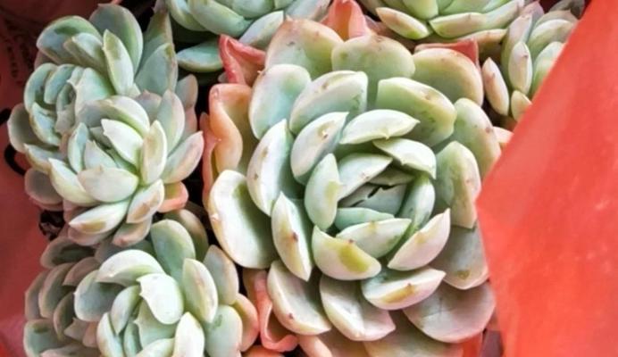 紫珍珠夏季养护技巧是什么？