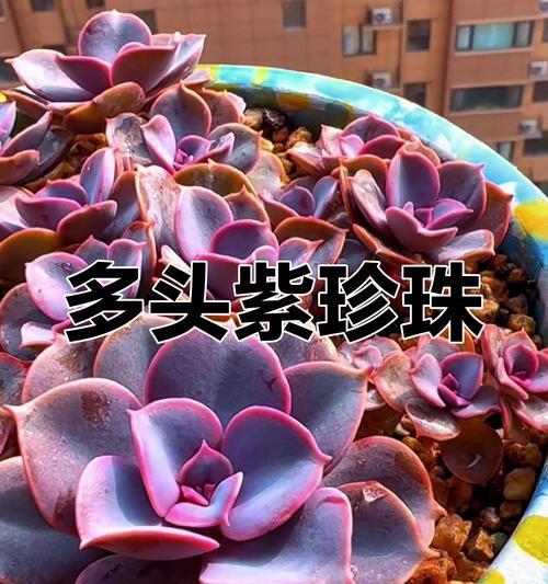 紫珍珠夏季养护技巧是什么？