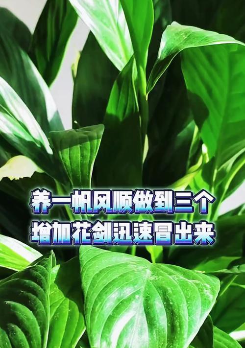 一帆风顺的养殖技巧有哪些？