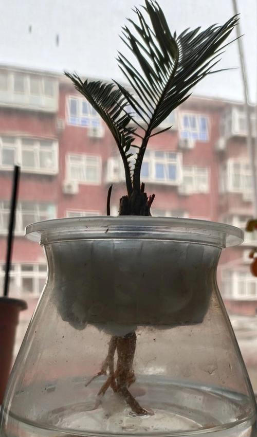 一帆风顺的养殖技巧有哪些？