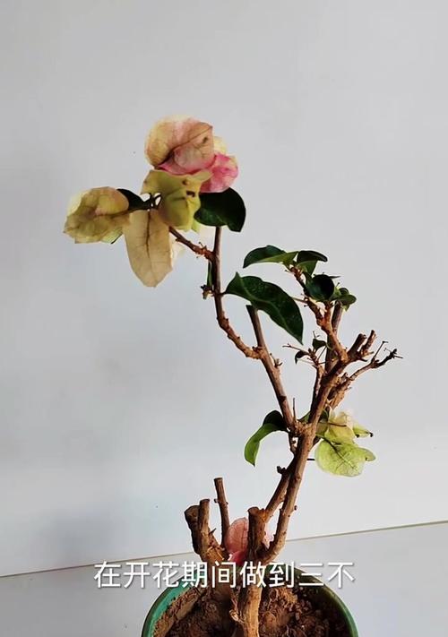 三角梅开花少怎么办？如何促进多开花？