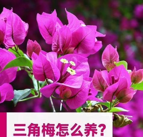 三角梅开花少怎么办？如何促进多开花？