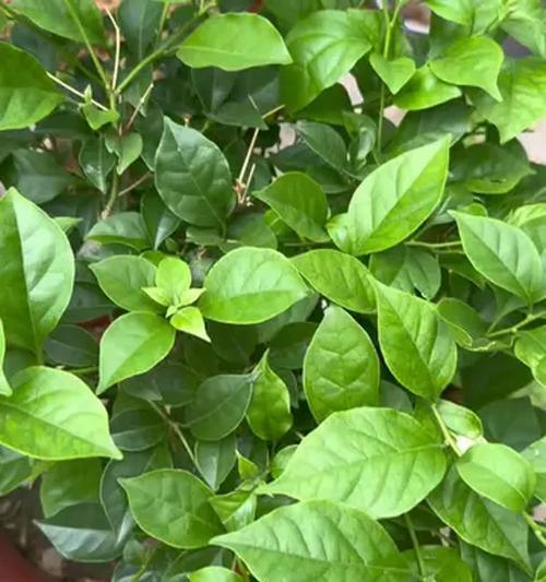 三角梅开花少怎么办？如何促进多开花？