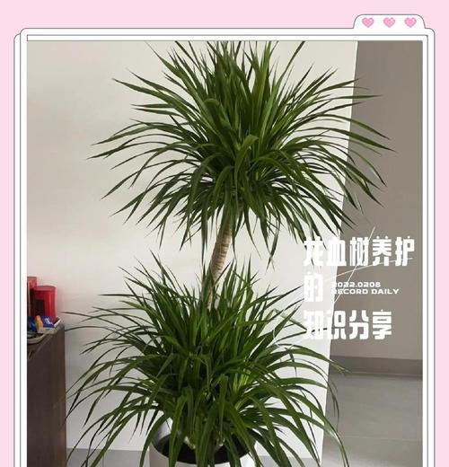 密叶龙血树的养护技巧有哪些？