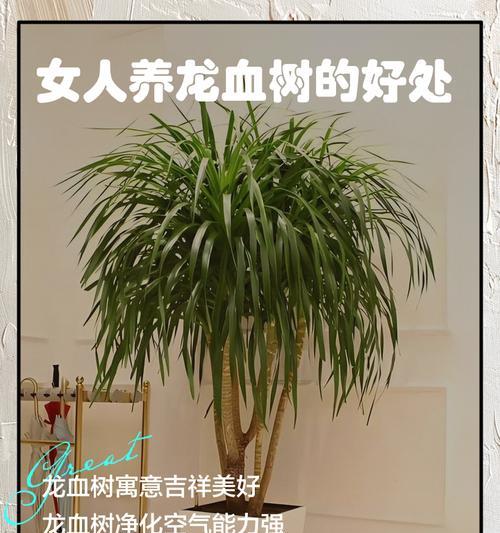 密叶龙血树的养护技巧有哪些？