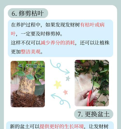 金枝玉叶叶子发黄了怎么办？可能的原因和解决方法是什么？