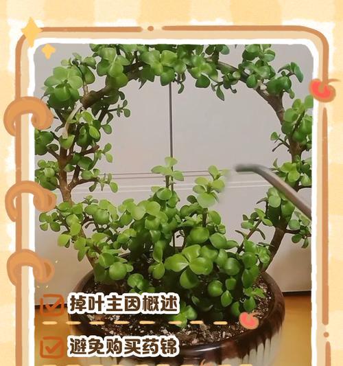 金枝玉叶叶子发黄了怎么办？可能的原因和解决方法是什么？
