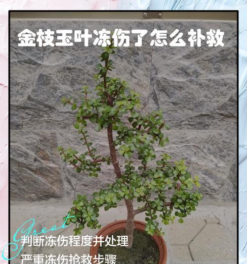 金枝玉叶叶子发黄了怎么办？可能的原因和解决方法是什么？