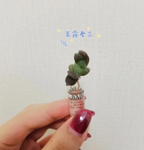 玉露水培技巧？如何成功水培玉露？
