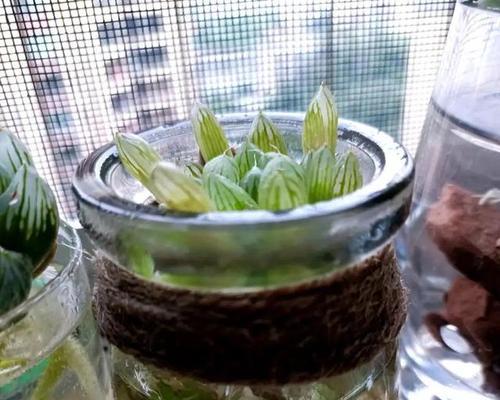 玉露水培技巧？如何成功水培玉露？