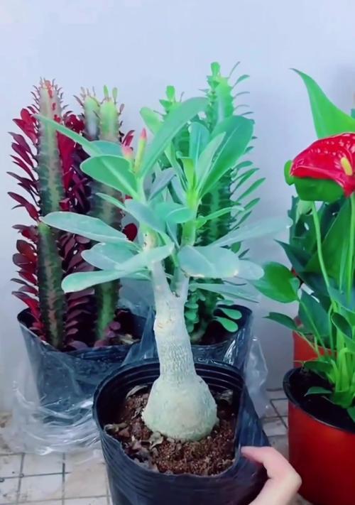 沙漠玫瑰如何憋根？沙漠玫瑰憋根的技巧和注意事项是什么？