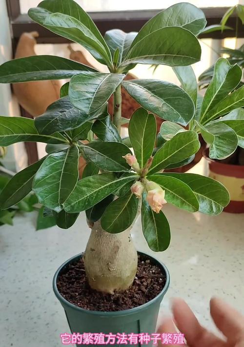 沙漠玫瑰如何憋根？沙漠玫瑰憋根的技巧和注意事项是什么？