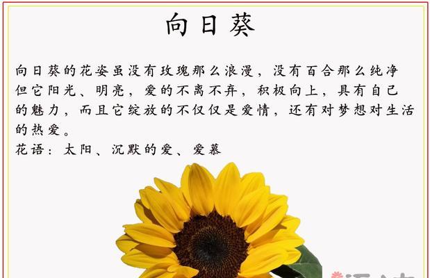 向日葵有多少个品种？各自的花语是什么？