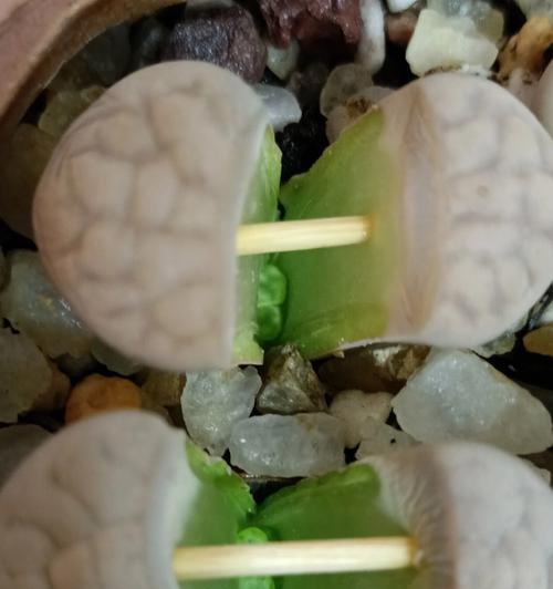 石生花徒长的处理方法是什么？
