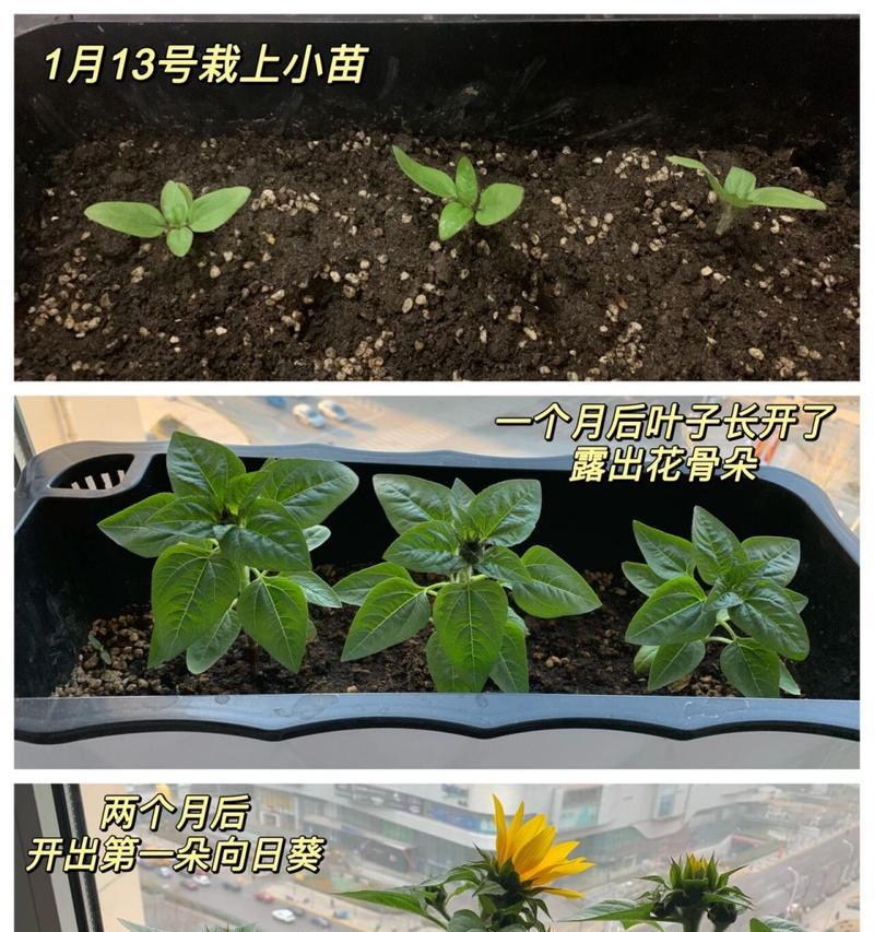 向日葵的养殖技巧有哪些？
