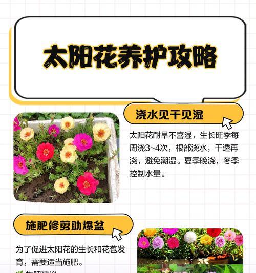 向日葵的养殖技巧有哪些？