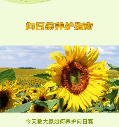 向日葵的养殖技巧有哪些？