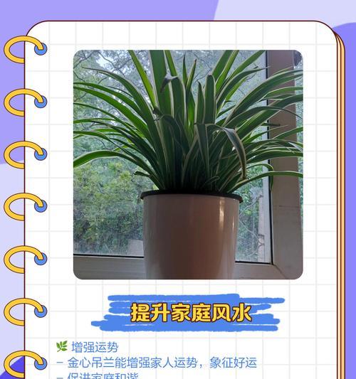 金心吊兰繁殖的步骤和技巧是什么？