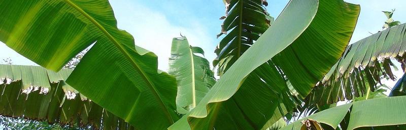 芭蕉的养殖方法和注意事项是什么？