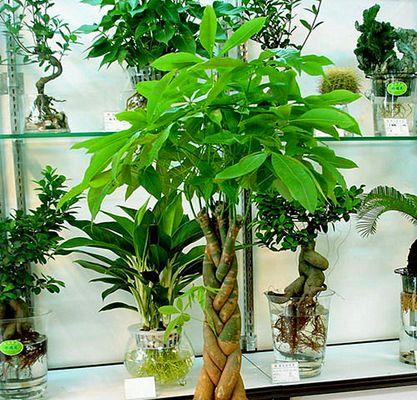 芭蕉的养殖方法和注意事项是什么？