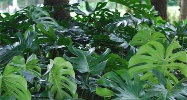 芭蕉的养殖方法和注意事项是什么？