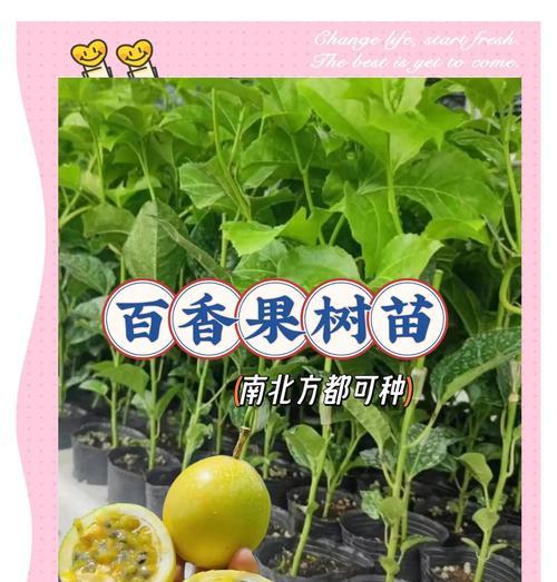 百香果扦插成功秘诀是什么？