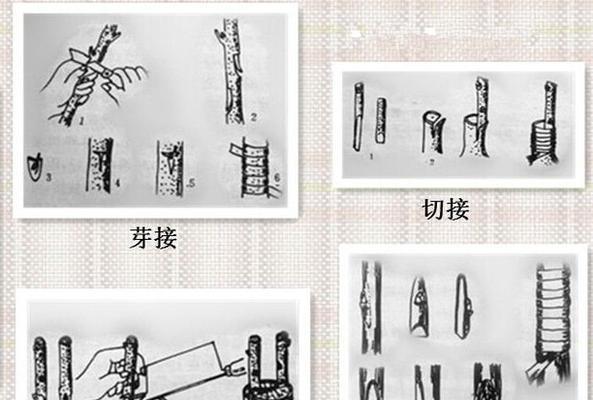 百香果扦插成功秘诀是什么？