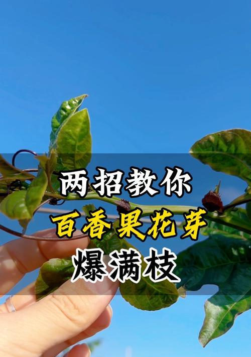 百香果扦插成功秘诀是什么？