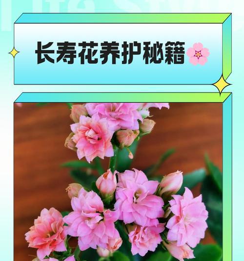 技子花的养殖技巧是什么？