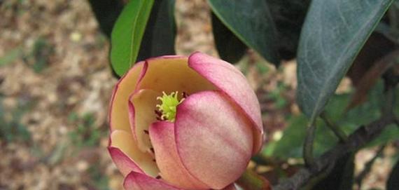 技子花的养殖技巧是什么？