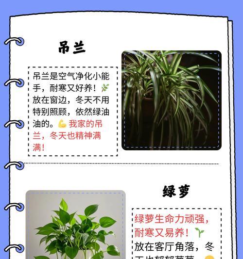 技子花的养殖技巧是什么？